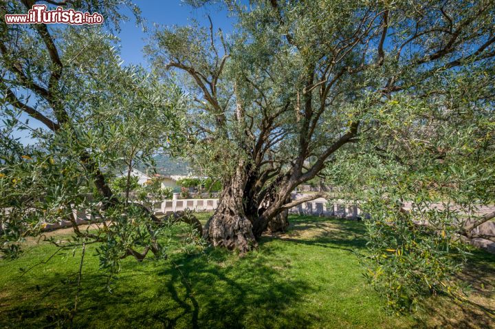 Immagine Particolare dell'ulivo di Mirovica, vicino a Bar, Montenegro. Patrimonio naturale, è anche uno dei luoghi più frequentati dai turisti che si recano a Bar e nelle zone limitrofe - © Nikiforov Alexander / Shutterstock.com