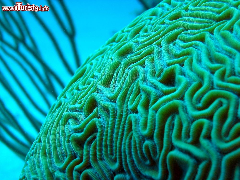 Immagine Particolare di un corallo fotografato sott'acqua al largo di Grand Bahama, Bahamas. Questo animale marino appartenente alla classe degli Antozoi vive in colonie, ancorato al fondale, e abita gli oceani da oltre 500 milioni di anni.