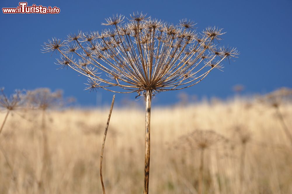 Immagine Particolare di un fiore di campo nei pressi del santuario di La Salette-Fallavaux, Francia.