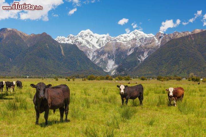 Immagine Pascoli alpini nel Canterbury: in questa regione le vette delle Alpi Neozelandesi superano i 3.000 metri di quota e regalano degli scenari magnifici ai turisti in visita - © Greg Brave/ Shutterstock.com