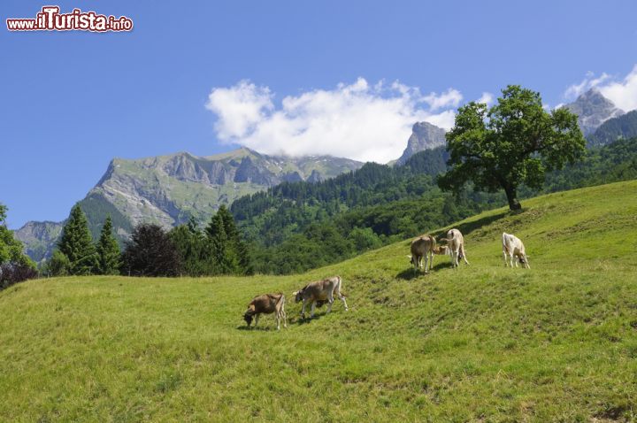 Le foto di cosa vedere e visitare a Maienfeld