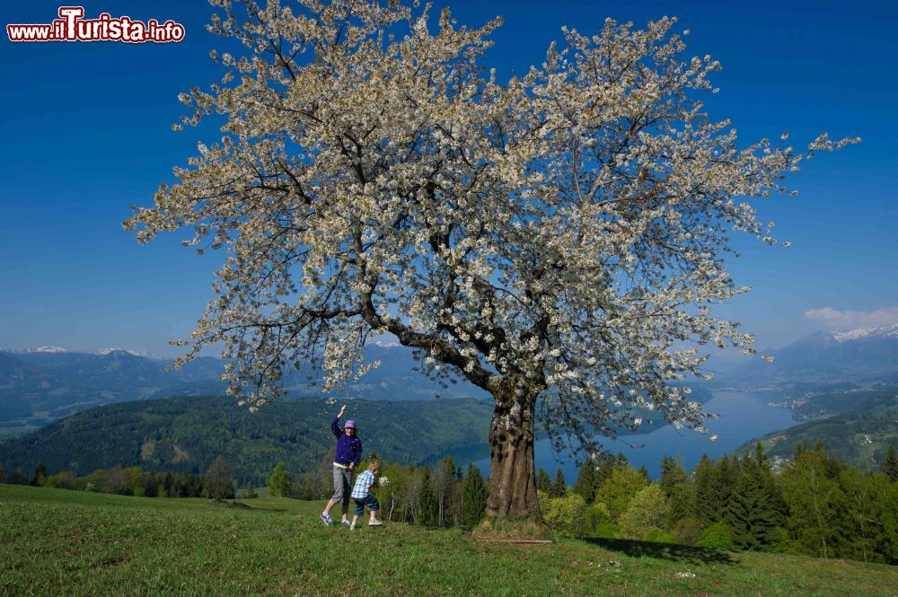 Le foto di cosa vedere e visitare a Carinzia