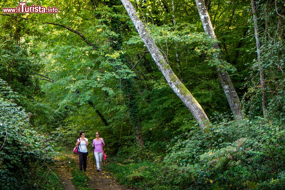 Immagine Passaggiata nei boschi intorno a Montescudaio in Toscana - © robertonencini / Shutterstock.com