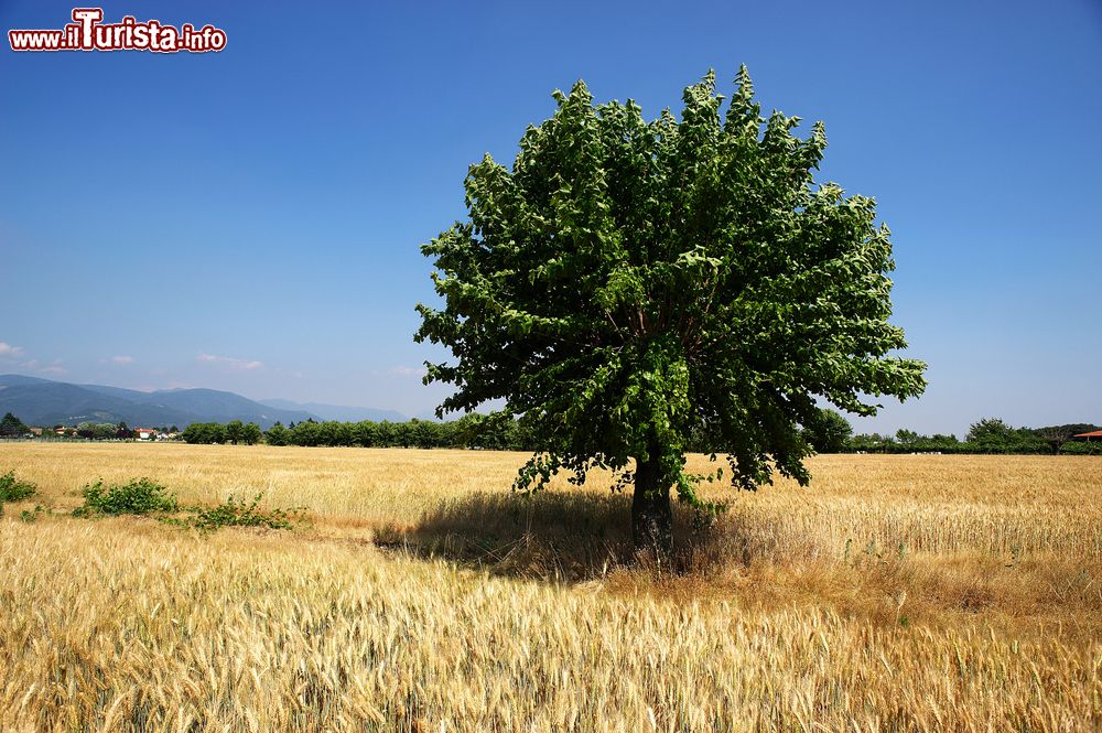 Immagine Passeggiata in estate nelle campagne di Passirano in Franciacorta, provincia di Brescia (Lombardia)