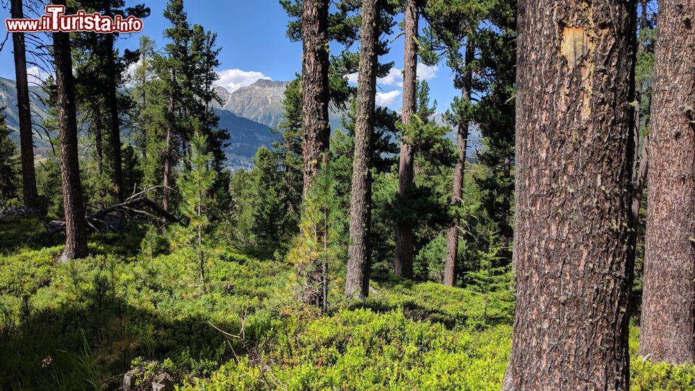 Immagine Passeggiata in un bosco vicino a Samedan in Svizzera, siamo in Engadina