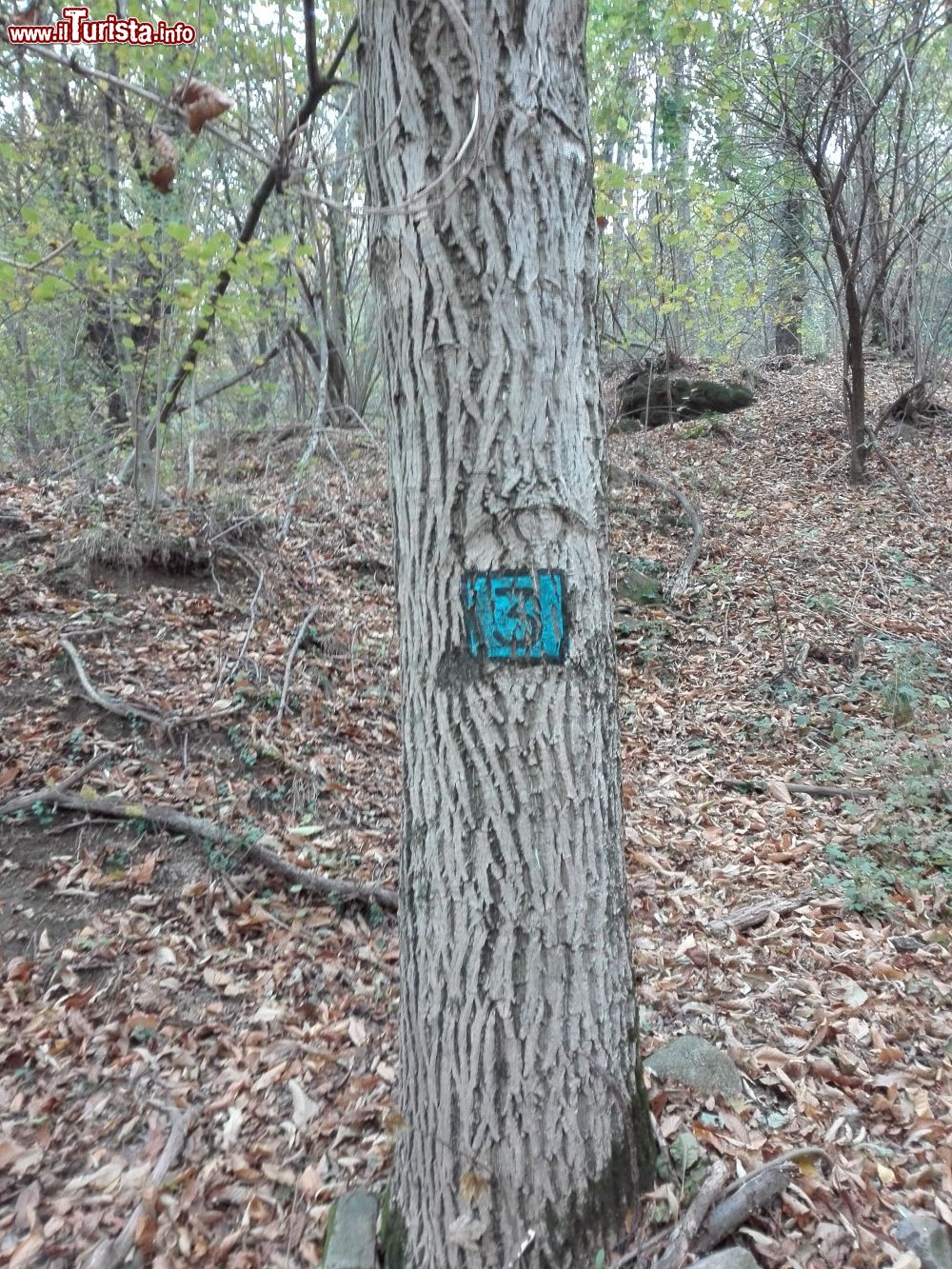 Immagine Passeggiata in un castagneto nei dintorni di Caglio, Lombardia
