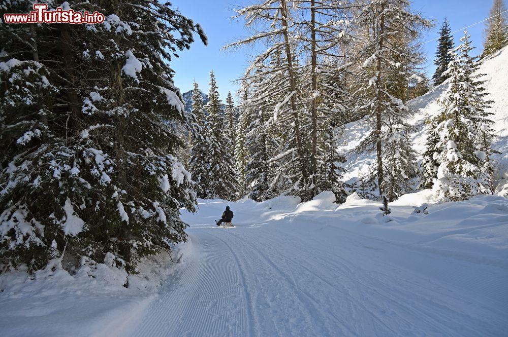 Immagine Passeggiata nei boschi dei dintorni di Selva di Val Gardena. - © Foto S. Vietto Ramus e Massimo Valentini