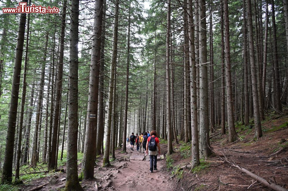 Immagine Passeggiata tra i boschi sui Monti Tatra nella Piccola Polonia - Foto S. Vietto Ramus e Massimo Valentini