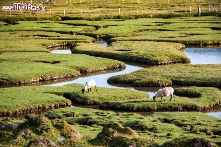 Immagine Pecore al pascolo a Northton sull'isola di Lewis and Harris, Scozia - Scenario idilliaco per queste pecore che pascolano fra prati e laghetti a Northton brucando erba fresca © duchy / Shutterstock.com
