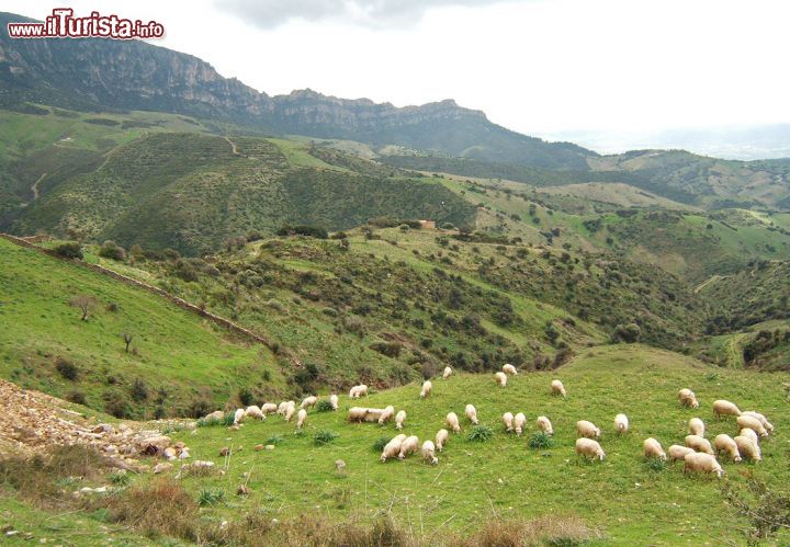 Immagine Pecore al pascolo nei pressi di Lula in Sardegna