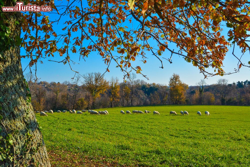 Immagine Pecore al pascolo nella campagna di Monterano, Roma, Lazio.