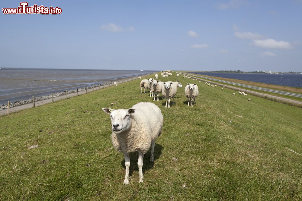 Immagine Pecore al pascolo nella zona di Lauwersoog, Provincia di Groningen, Paesi Bassi