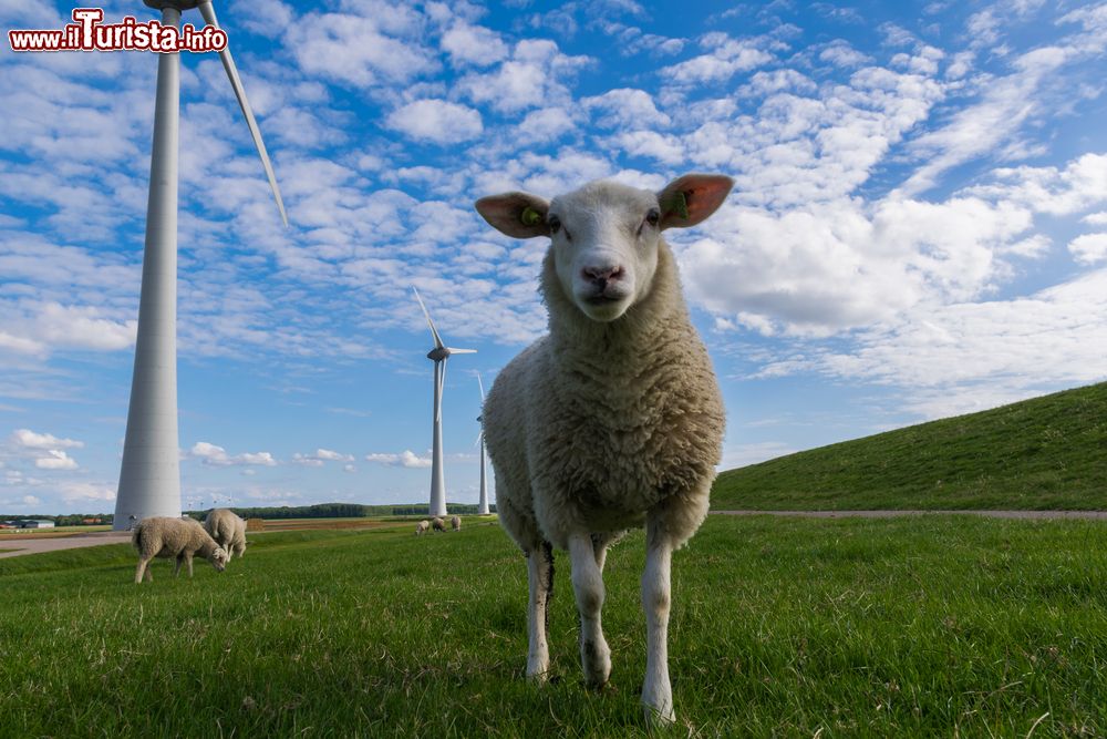 Immagine Pecore nei pressi di una stazione eolica nel territorio del Flevoland, Paesi Bassi.
