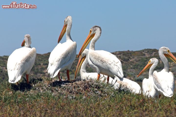 Immagine Pellicani a Morro Bay, California. Sono abili volatori che si cibano di pesce catturato mentre nuotano in acque poco profonde - © Ryan M. Bolton / Shutterstock.com