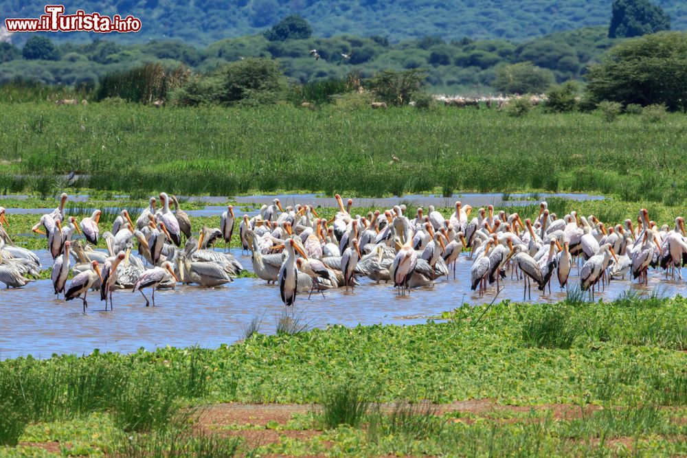 Immagine Pellicani al lago Manyara, Tanzania: si tratta di un bacino d'acqua alcalina poco profondo nel ramo Natron-Manyara-Balangida della East African Rift.