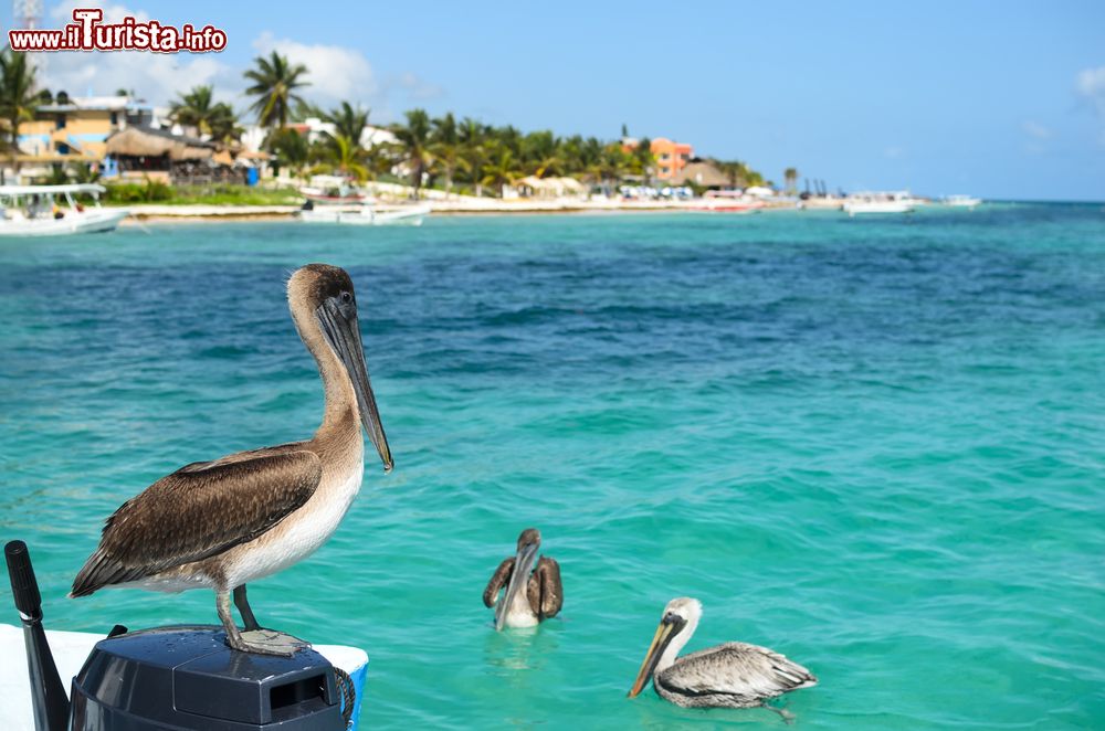 Immagine Pellicani vicino a una spiaggia di Puerto Morelos, Messico.