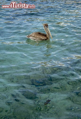 Immagine Un pellicano in attesa di catturare un pesce al largo di Playa Grandi, isola di Curacao.