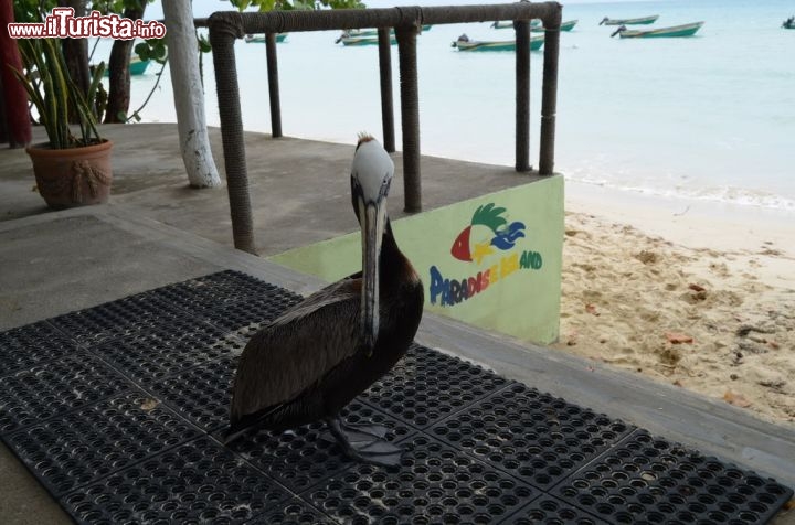 Immagine I pellicani sono ancora molto diffusi nella zona di Punta Rucia in Repubblica Dominicana