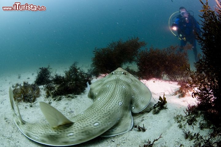 Immagine Un pesce chitarra, una specie di razza, sui fondali sabbiosi dell'Oman - Copyright Ufficio del Turismo del Sultanato dell'Oman