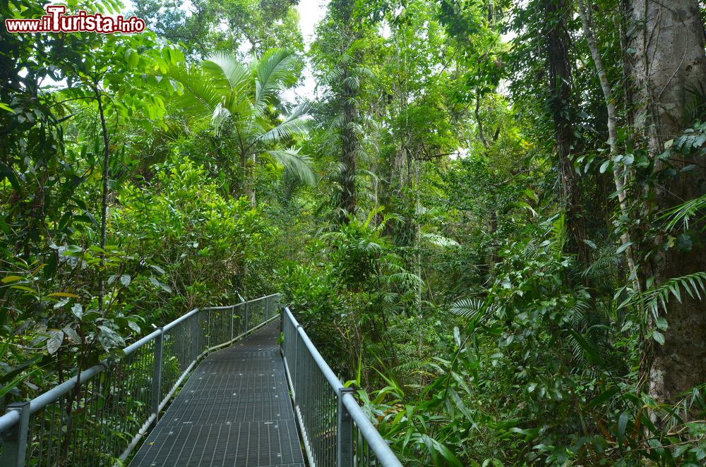 Immagine Percorso nel parco nazionale Daintree, Australia. Fondata nel 1981, quest'area naturale è diventata Patrimonio dell'Umanità nel 1998.