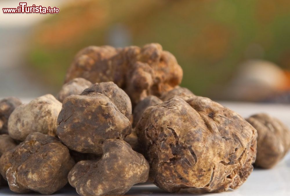 Fiera Nazionale del Tartufo Bianco Pregiato Pergola