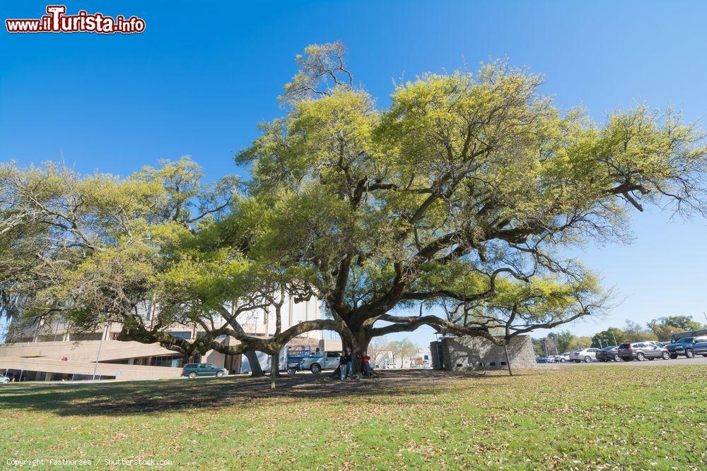 Immagine Persone sotto una grande quercia di 300 anni a Biloxi, Mississipi, Stati Uniti. Un momento di relax durante le attività al National Jr. Beta Convention. - © fasthorses / Shutterstock.com