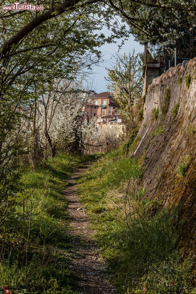 Immagine Pescantina, uno scorcio di campagna lungo il fiume Adige (Veneto).