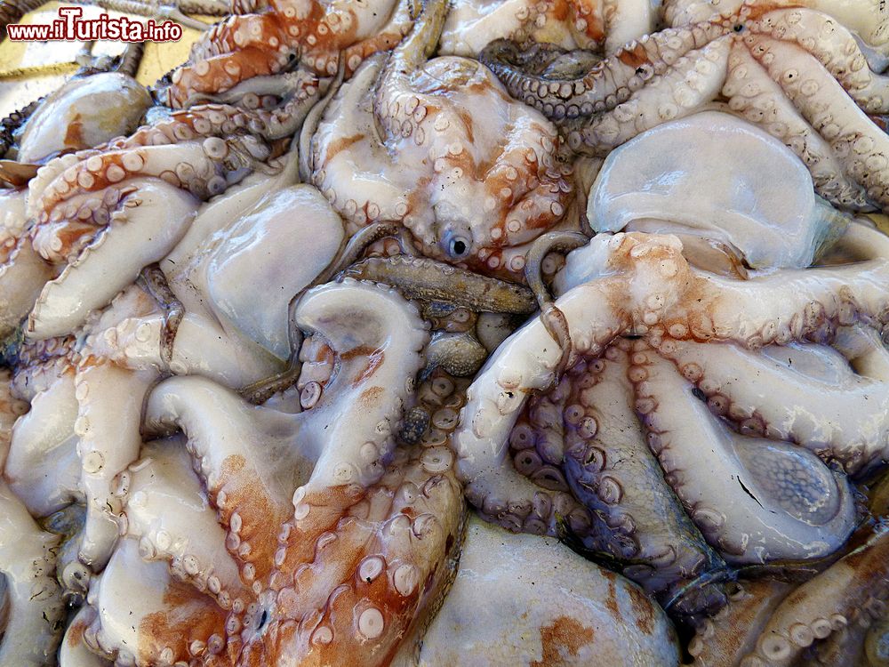 Immagine Pesce fresco appena pescato al porto di Trani, Puglia. 