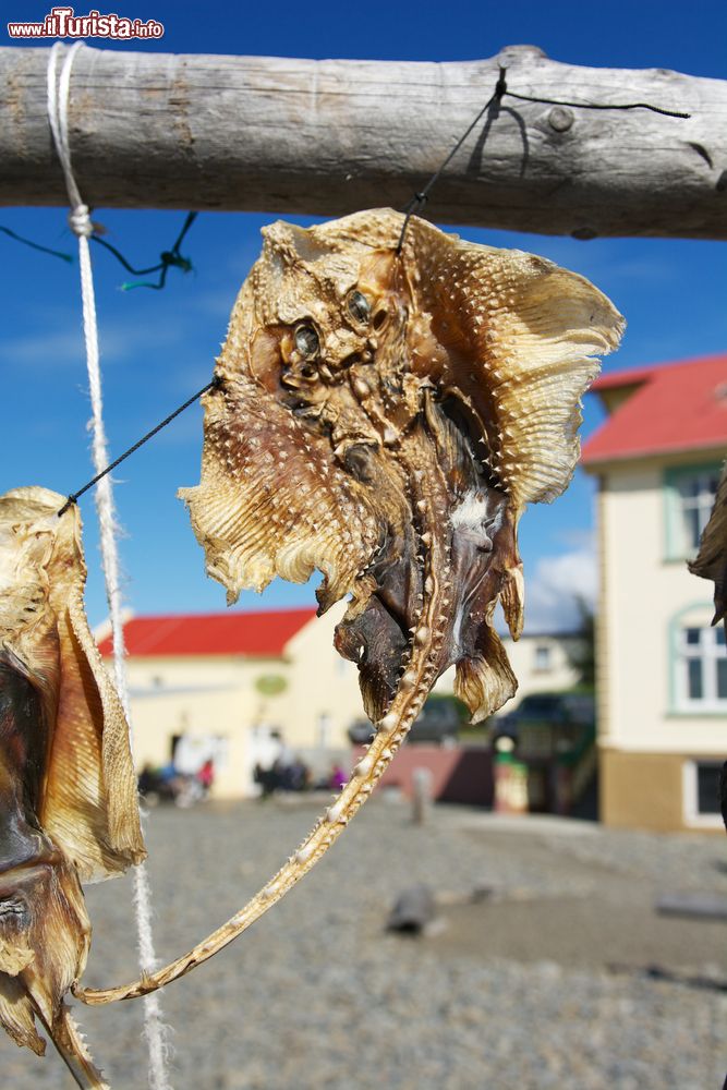 Immagine Pesce lasciato ad essiccare al sole nella cittadina di Hvammstangi, in Islanda.