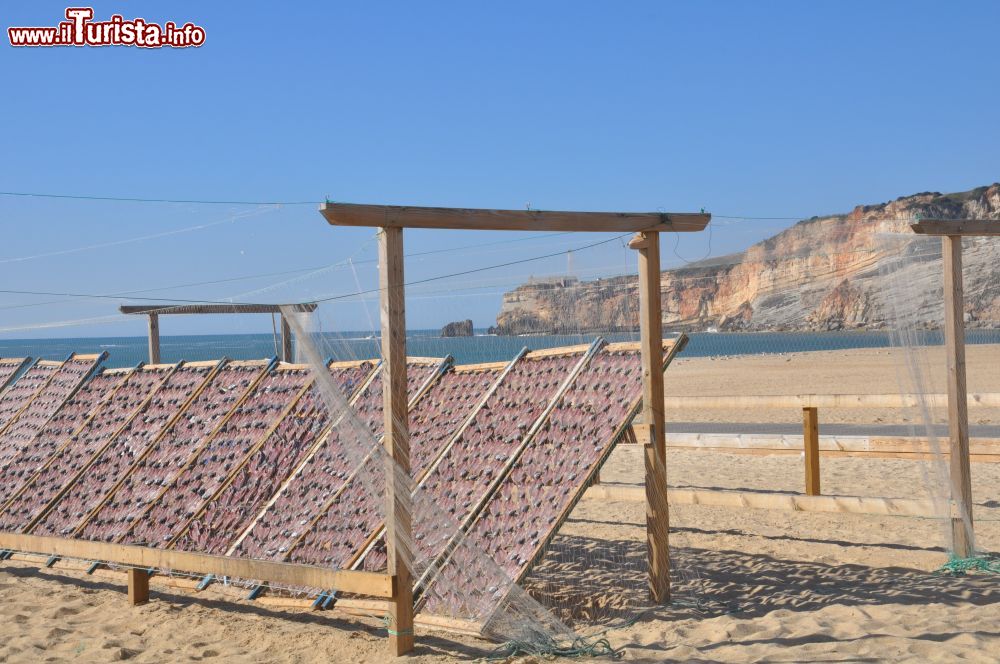 Immagine Pesci ad essiccare sulla spiaggia di Nazaré in Portogallo.