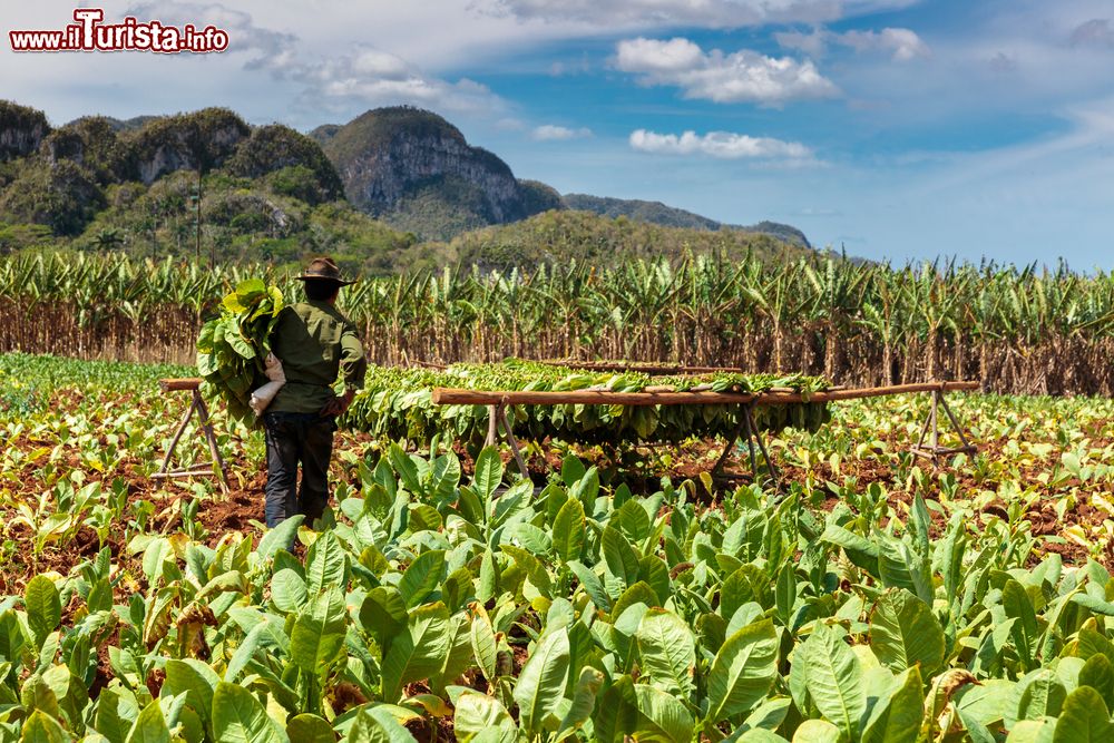 Immagine Una piantagione di tabacco nella Valle de Viñales, dichiarata Patrimonio dell'Umanità dall'UNESCO. Siamo all'estremo nord di Cuba, ad ovest de La Habana.