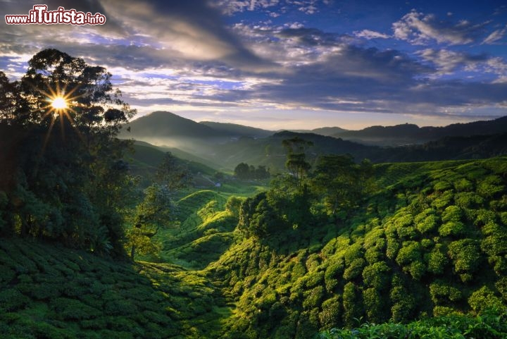 Immagine Piantagioni di te in Malesia - © jonphoto / shutterstock.com