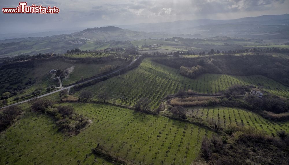 Immagine Piantagioni di ulivi nelle campagne di Camerano nelle Marche.