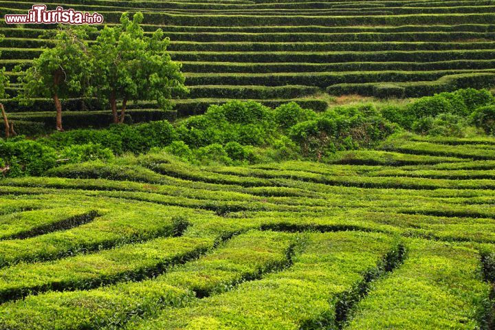 Immagine Piantagioni di tè a Sao Miguel, una delle isole Azzorre (Portogallo) - © John Copland / Shutterstock.com