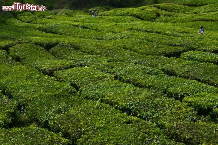 Immagine Le piantagioni delle Cameron Highlands: le montagne che caratterizzano le Cameron Highlands hanno un'altitudine di circa 1500 metri s.l.m. e grazie al clima di questo territorio sono perfette per la coltivazione del tè.