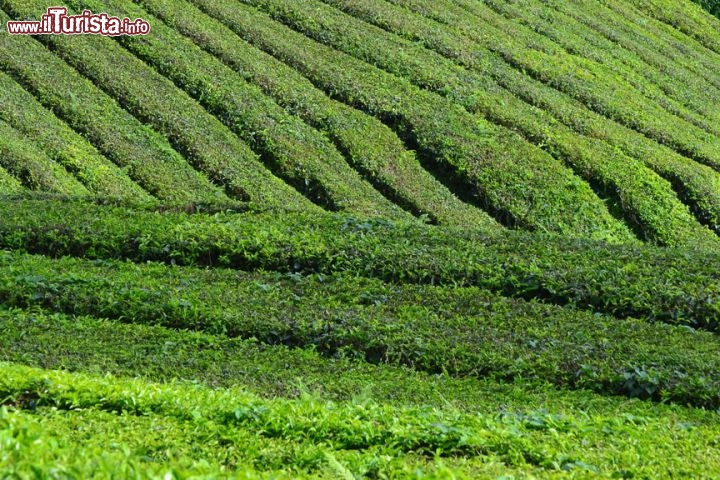 Immagine Piantagioni di té, Malesia: la pianta del tè è in realtà un albero, ma per ragioni di comodità viene mantenuta bassa, come fosse un arbusto. Le geometrie e le sfumature di colore dei campi rendono il paesaggio quasi surreale.