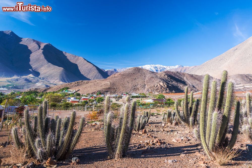 Immagine Piante di cactus con montagne andine sullo sfondo, valle di Elqui, Cile.