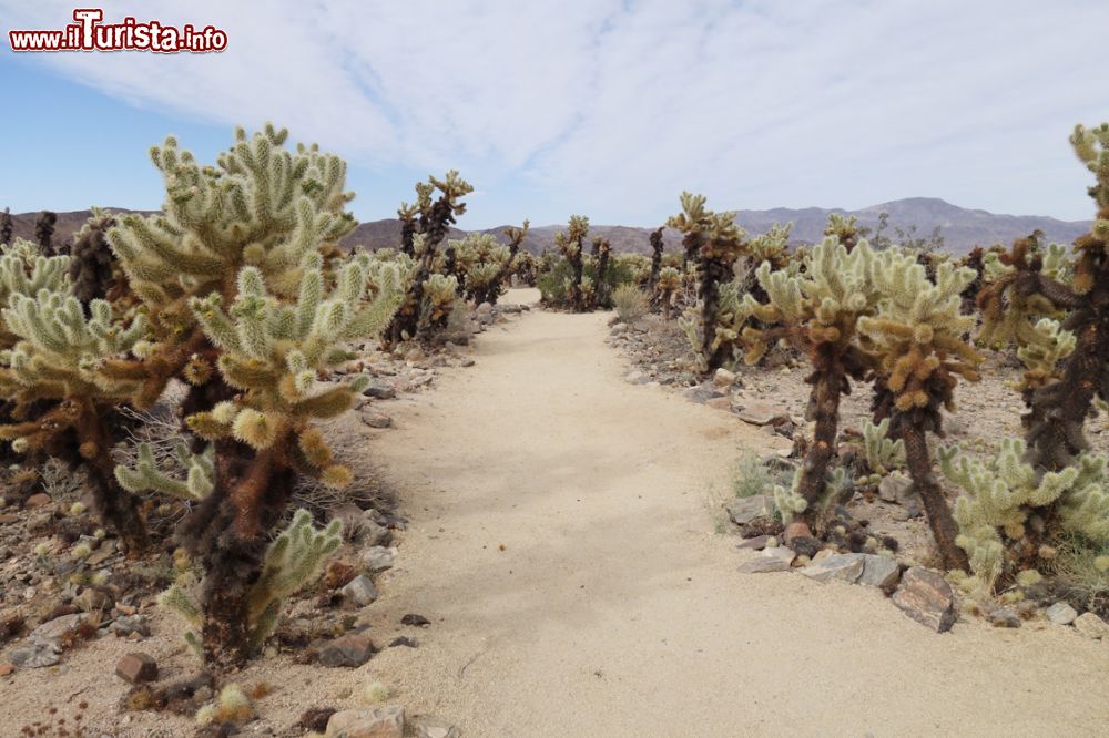 Immagine Piante di cactus nel deserto fuori Palm Springs, California.