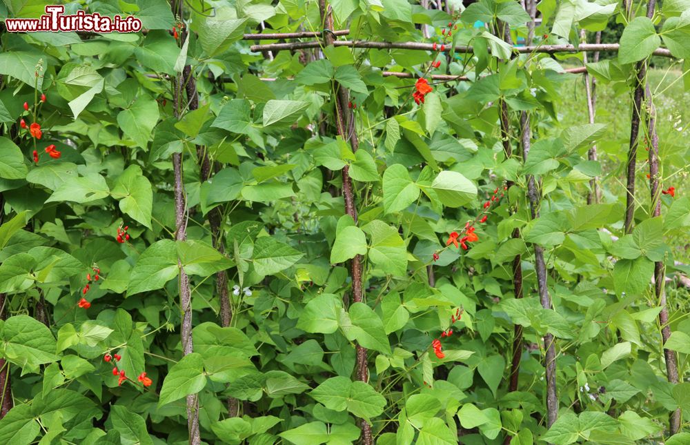 Immagine Piante di fagioli, la coltivazione tipica di Lamon in Veneto.