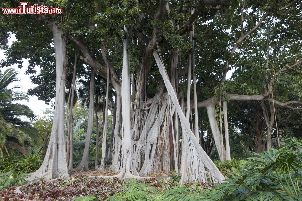 Immagine Piante di ficus in un parco di Puerto de la Cruz, isole Canarie, Spagna.