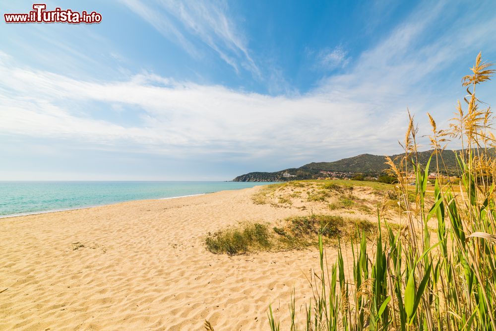 Immagine Piante e vegetazione sulla spiaggia di Solanas, Sardegna. Questa località balneare si trova a circa 36 chilometri da Cagliari.