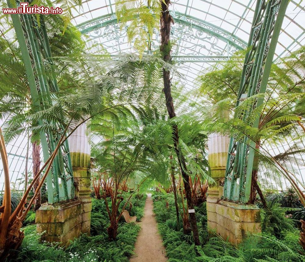 Immagine Piante esotiche dentro le Serre Reali di Laeken a Bruxelles, Belgio - © www.karinborghouts.be