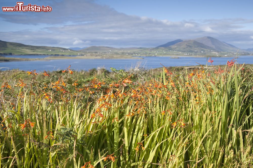 Immagine Piante fiorite sull'isola di Valentia, Irlanda.