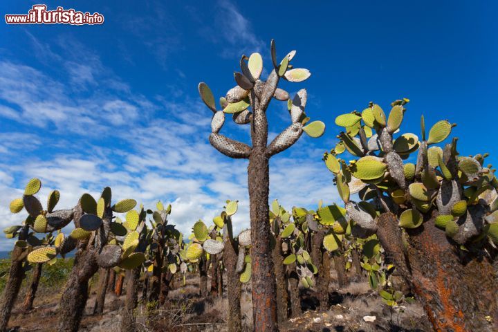 Immagine Piante grasse sull'isola Floreana alle Galapagos. Su questo lembo di terra che prende il nome dal primo presidente dell'Ecuador, Juan José Flores, durante la cui amministrazione il paese prese possesso dell'arcipelago, cresce una ricca vegetazione di piante grasse. Qui si riproducono inoltre i fenicotteri rosa e le tartarughe marine verdi, da dicembre a maggio - © sunsinger / Shutterstock.com