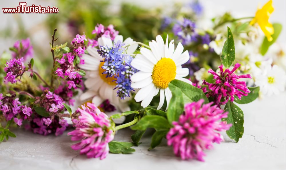 Non Solo Erbe, Fiera Regionale delle Piante Officinali e delle Erbe Aromatiche Sale San Giovanni