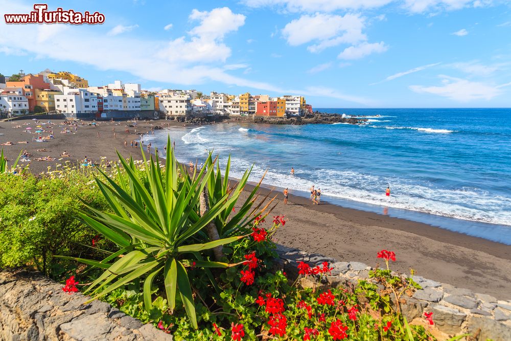 Immagine Piante verdi tropicali lungo una spiaggia di Puerto de la Cruz, Tenerife, con veduta del villaggio di Punta Brava.