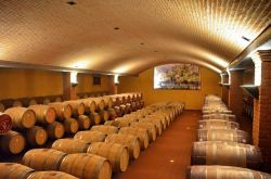 La barricaia della cantina Vignaioli Del Morellino di Scansano.