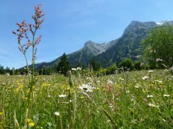 Prati, fiori, montagne in Engadina, Svizzera
