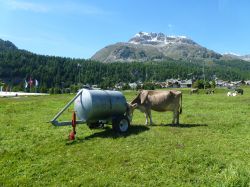 Mucche al pascolo a Silvaplana, Engadina