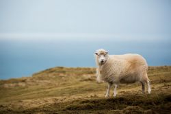 Uno degli abitanti più tipici delle Isole Faroe, incontrato sull'isola di Suduroy. In questo arcipelago vivano circa 80.000 pecore, contro i circa 50.000 abitanti delle Faroe - © ...